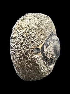Gold Pyrit Fossil mit Naturkristall, Druzy Schnecke Fossil aus Kolumbien, - Bild 1 von 9