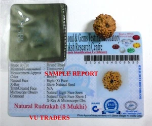 8 MUKHI RUDRAKSHA / EIGHT FACE RUDRAKSH JAVA BEAD LAB CERTIFIED SIZE 15-17 MM - Picture 1 of 2