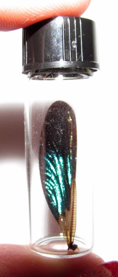 ALA DE HADAS LIBÉLULA VERDE NEGRA REAL CONSERVADA EN FRASCO  Foto 1 de 1