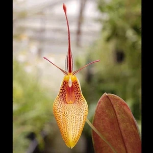 miniature Orchidee Restrepia metae - Bild 1 von 2