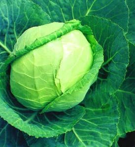 Cabbage Seed , Late Flat Dutch Cabbage Seed, 250 Seed Pack, NON-GMO Vegetable - Picture 1 of 1