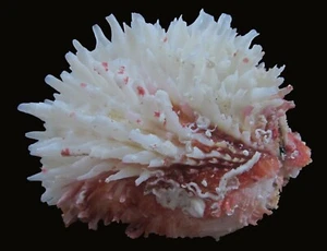 Muscheln - Spondylus pacifica 85mm!!!RIESIGE GRÖSSE & SCHÖNE RÜCKGRAT!!! - Bild 1 von 3