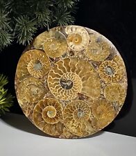Large 11cm, 116g BeautifulCrystal Ammonites 416 Million Year Old In Fossil Disc