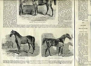 1868 French Engravings Horses Duck hunting Archeology Breisach am Rhein Indians - Picture 1 of 10