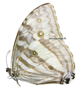 Mariposa/Morphidae sin montar - Morpho eugenia uraneis, HEMBRA, A- - Imagen 1 de 1