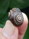 19mm Natural GoBi agate eye agate stone cute Suiseki-viewing collection china