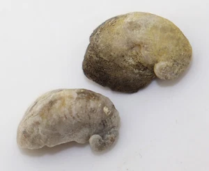 Muschel, Exogyra conica, Kreide, Cenoman, Beargème, Dép. Var, Frankreich -L168 - Picture 1 of 10