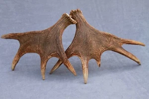 CONJUNTO/PAR DE ASTAS DE ALCE SALVAJE NATURALMENTE DESPRENDIDAS (CUERNO, CUCHILLO, MASTICABLE, TAXIDERMIA) - Imagen 1 de 16