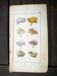 Kupferstich koloriert um 1800 - Mode Empire Hut - Hutmacher Hatter Chapelier - Bild 1 von 1