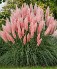 Cortaderia Selloana Rosea Pink Feather Grass 10 seeds 