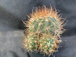 FEROCACTUS VIRIDESCENS V. LITTORALIS ACCESTITO CACTUS PIANTE GRASSE AGAVE 1466 - Foto 1 di 16