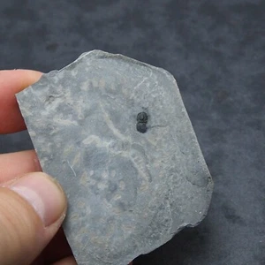 Trilobite Peronopsis interstricta Cambrian Utah fosilies fossils Trilobiten - Picture 1 of 4