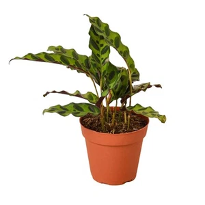 Calathea Lancifolia 'Rattlesnake'-6" Pot - Picture 1 of 10