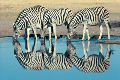 Burchells Zebra Drinking at Waterhole Namibia Photo Art Print Poster 18x12 - Image 1 of 3
