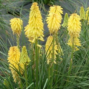 Paquete de plantas Kniphofia Dwarf POCO™ amarillo perenne XXL de gran tamaño x3 - Imagen 1 de 3