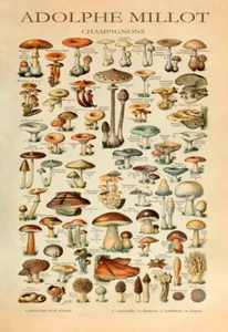 Vintage Adolphe Millot Mushroom Science Print, Fungi Botanical Poster Picture - Picture 1 of 6