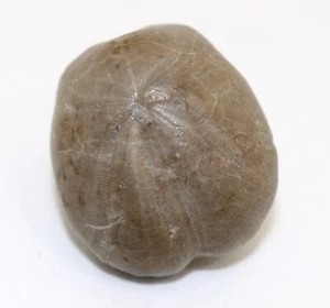 Seeigel, Heteraster oblongus, Kreide, Cenoman, Teruel, Spanien -eb9191 - Picture 1 of 7