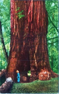 Muir Woods National Monument Mill Valley Kalifornien Postkarte unbesendet - Bild 1 von 2