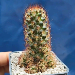 Mammillaria Elongata (RED SPINES) POT 6 CM On its own root!!! - Imagen 1 de 5