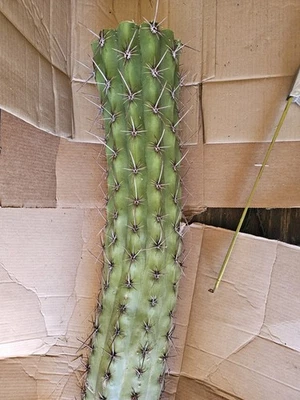 Argentine Saguaro (E. Terscheckii), 34.5" cutting [cold hardy to 5-10F] - Image 1 of 4