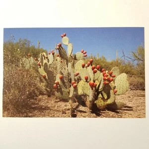 Vintage Chrome Postcard Prickly Pear Cactus Blooms Fruit Arizona Desert Flora  - Picture 1 of 2