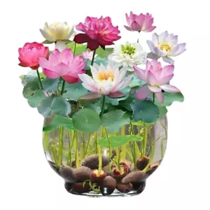 Aquatic Lotus Flower Seeds Mixed Colour 30 Seeds - Picture 1 of 7