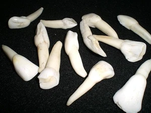 Dente di bufalo (bisonte americano) - Foto 1 di 1