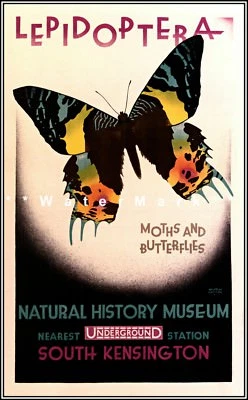 Museo de Historia Natural 1928 South Kensington Reino Unido Vintage Póster Impresión Arte Retro Foto 1 de 4