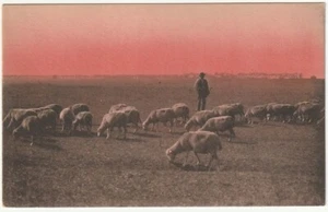 PECORE - GREGGE - PASCOLO -97964- - Picture 1 of 1