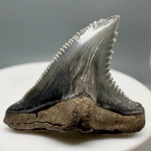 Diente de tiburón HEMIPRISTIS fósil colorido de alta calidad de 1,41" - SC - Imagen 1 de 6