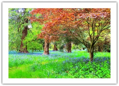 HOME PRODUCED Bluebells & Acers Woodland Garden - Greetings Card Birthday / Blank Notelet