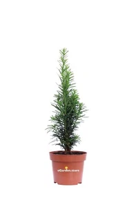 Pianta di Tasso Taxus Baccata Fastigiata Robusta vera conifera da esterno - Foto 1 di 3