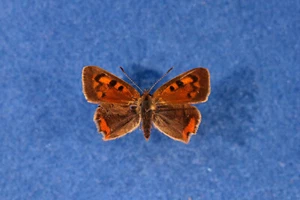 Ein aberratives ♀ von Lycaena phlaeas, ex ovo!! - Bild 1 von 1