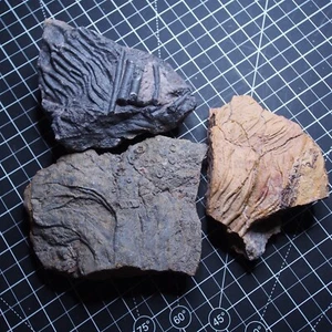 3 pcs 1.4 kg Mahoumacrinus sp. Scyphocrinites elegants Crinoid Devonian Fossil - Picture 1 of 21