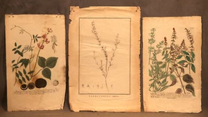 3 antiguos grabados botánicos coloreados a mano historia natural Latifolium Maculatum - Imagen 1 de 10