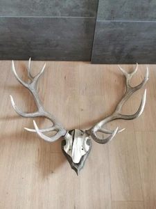 Hirschgeweih, Rothirsch, Geweih, Trophäe, Deko, Vintage Jagd Abwurfstangen - Bild 1 von 5
