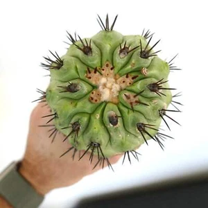 Copiapoa cinerea GREEN X Copiapoa serpentisulcata - no crested solaris - Picture 1 of 4