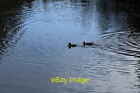 Photo 12x8 Ducks at Penninghame Pond Challoch  c2018