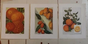 3 Antique Prints, Oranges Kumquat Orange/ flower From 1911 Grocer's Encyclopedia - Picture 1 of 12
