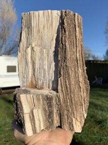 ☘️RR⛏️: Gorgeous Arizona Petrified Wood W/Smoky Quartz, 10 Lb