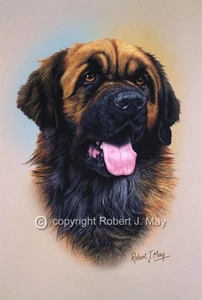 Estampado de estudio de cabeza Leonberger de Robert J. May - Imagen 1 de 1