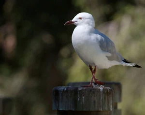 "Pájaro gaviota plateado con fondo borroso - 8x10 impresión fotográfica en 8,5"" x 11" - Imagen 1 de 1