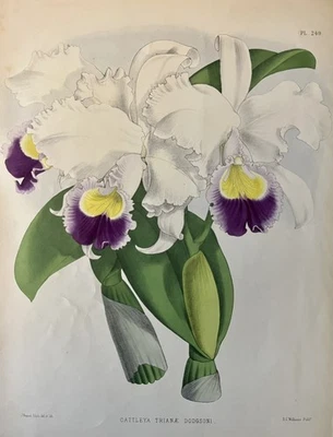 1887 年兰花石版画 John Nugent Fitch Cattleya Trianae Dodgsoni — 第 1/4 张图片