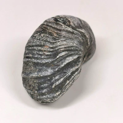 Fossil gryphaea bivalve, "devil's toenail" an iconic fossil from Whitby - Image 1 of 4