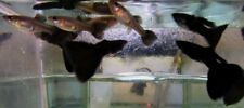 3 pair of black moscow guppy