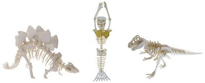 Tinysaurs - dinosaur skeleton models - Picture 1 of 7