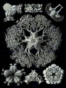 87165 HAECKEL SERIOUS BIOLOGÍA CRIATURA MARINA ALEMANIA Decoración Pared Impresión Póster - Imagen 1 de 7