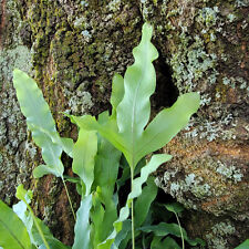 Blue Star Fern Polypodium Lobe Leaf Live Plant Epiphyte Terrestrial Indoor Shade