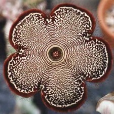 5 Edithcolea grandis SEMI CACTUS STAPELIA SEEDS no ariocarpus aztekium lithops