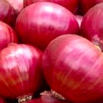 Red Creole Onion Seeds | NON-GMO Onion Seeds | Fresh Heirloom Garden Seeds - Image 1 of 2